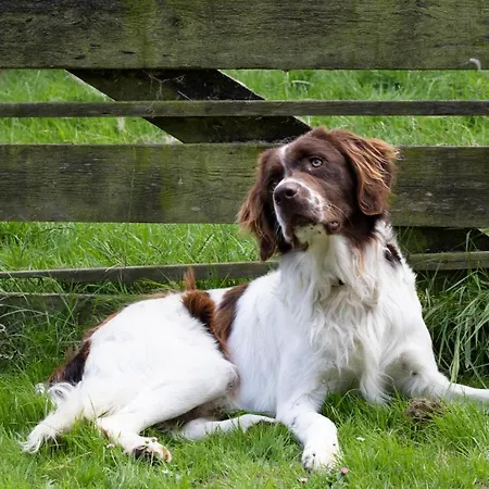 Hotelhuisjes Bed & Breakfast 3*