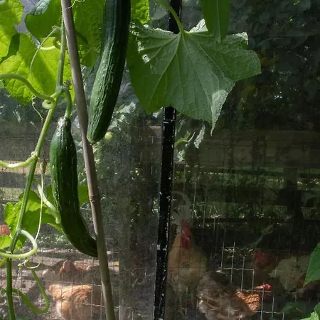 Hotelhuisjes Bed & Breakfast Aartswoud